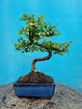 Ulmus Parvifolia