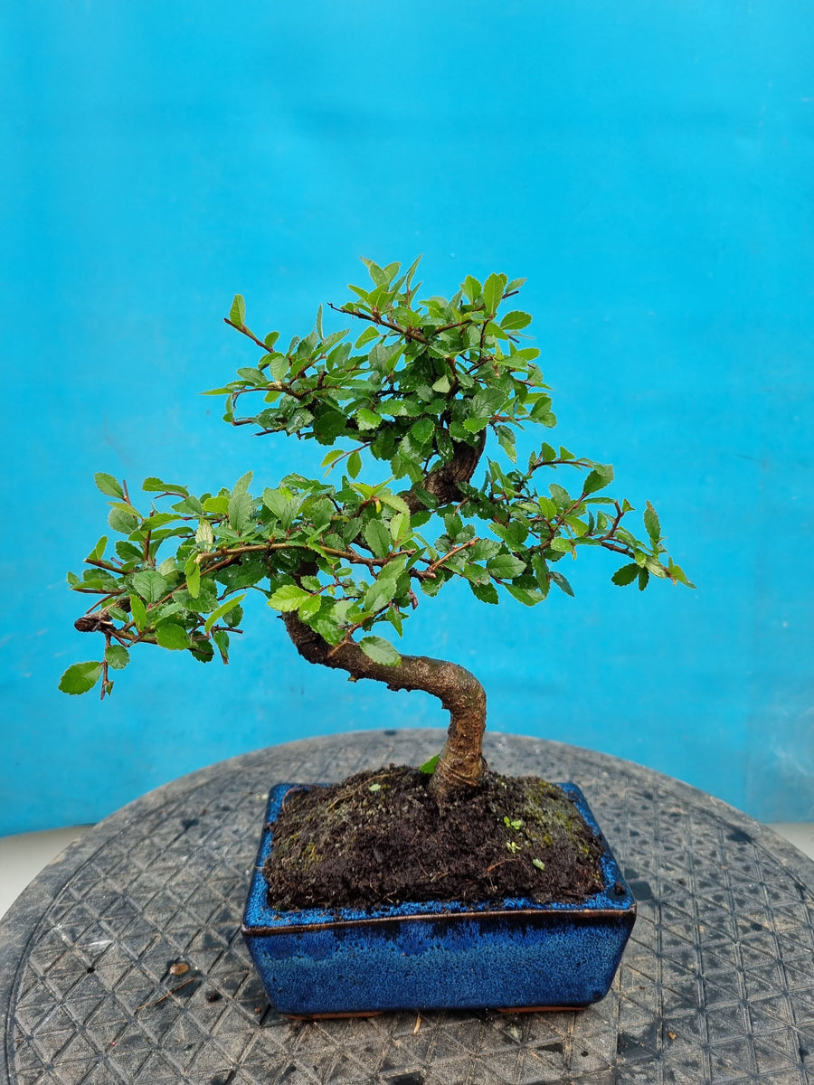 Ulmus Parvifolia – Bonsai winkel