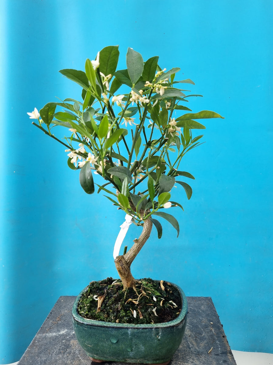 Bonsai boom Citrus kumquat Bonsai winkel