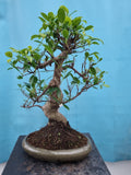 Bonsai ficus