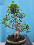 Bonsai ficus