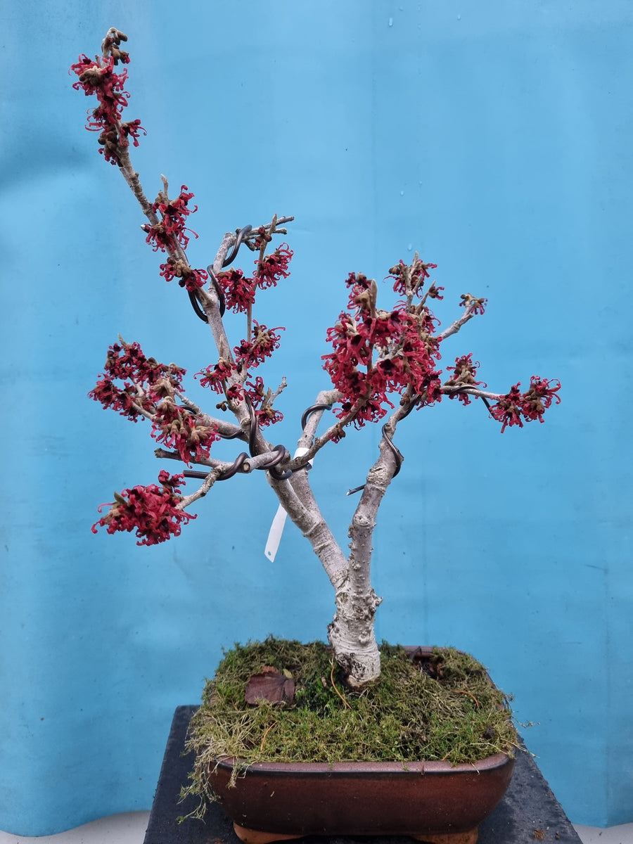 Bonsai toverhazelaar – Bonsai winkel