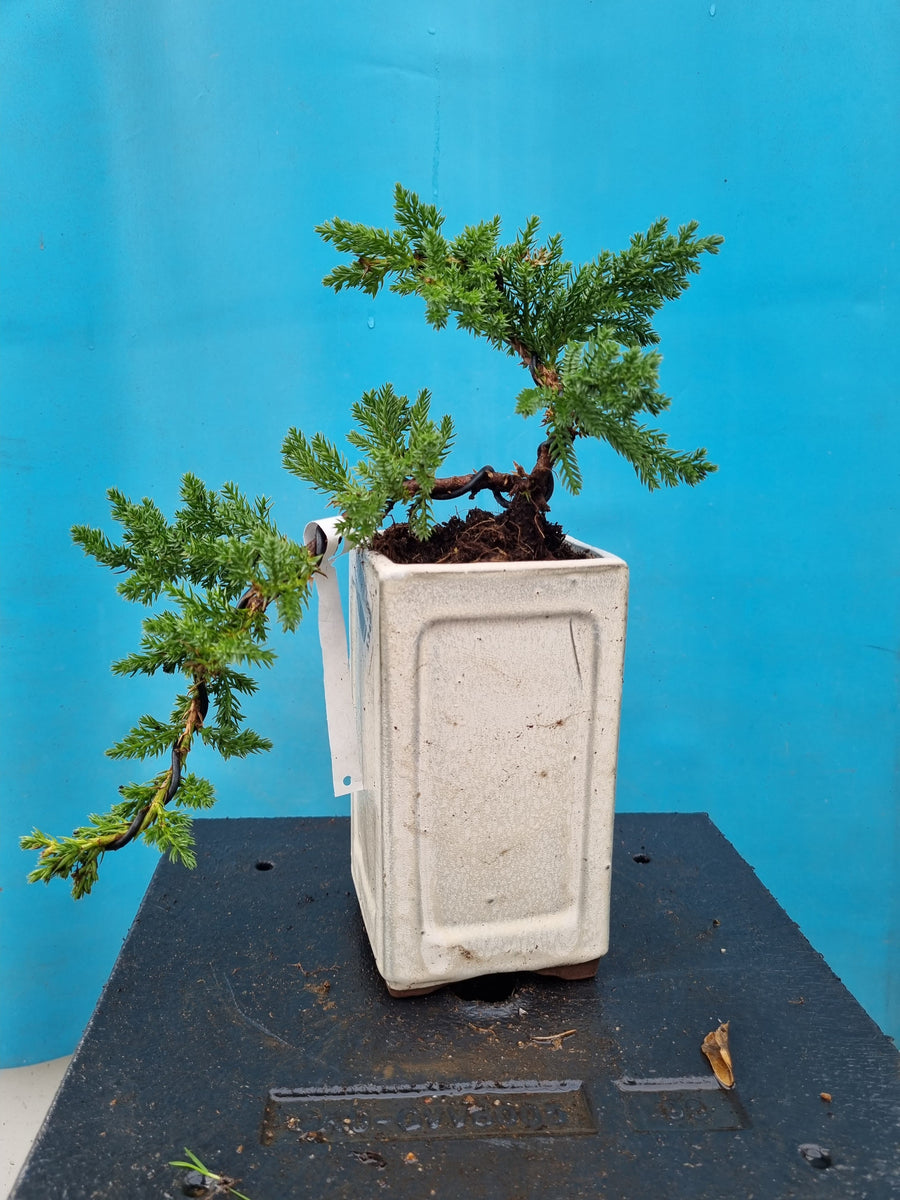 Bonsai Juniperus procumbens nana Kaskade – Bonsai winkel