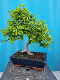 Bonsai Ulmus Parvifolia