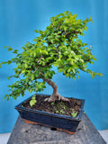 Bonsai Ulmus Parvifolia