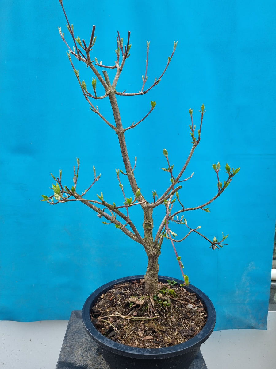 Bonsai cornus mas – Bonsai winkel
