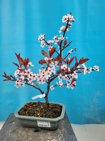 Bonsai Prunus cistena