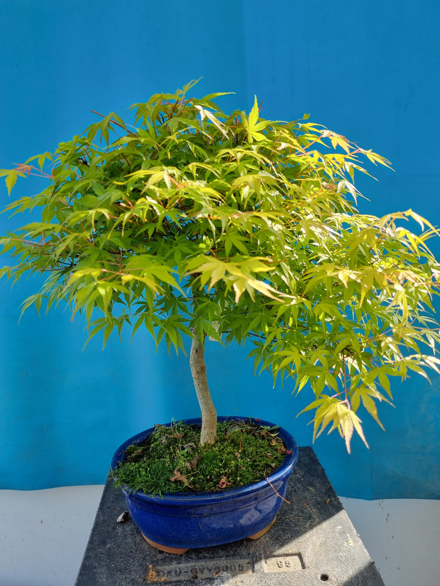 Bonsai Acer palmatum Katsura – Bonsai winkel