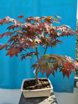 Bonsai Acer palmatum blood good