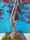 Bonsai acer palmatum disectum