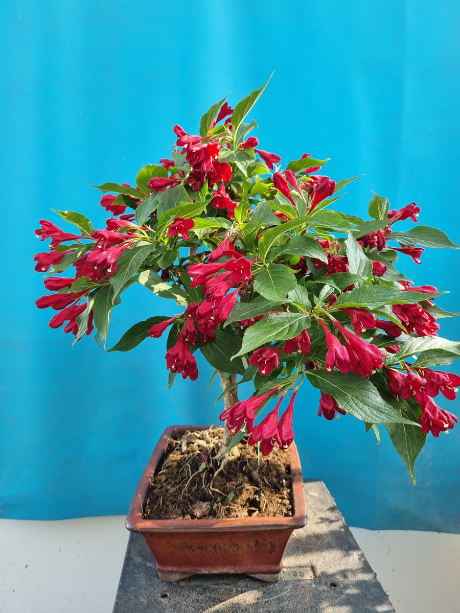 Bonsai weigela Bonsai winkel