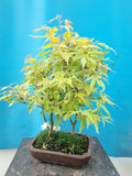 Bonsai Acer palmatum metamorphosa