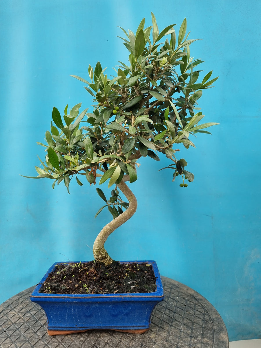 Bonsai Olive – Bonsai winkel