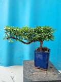 Bonsai Ulmus Parvifolia half cacade