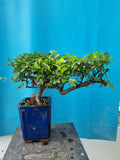 Bonsai Ulmus Parvifolia half cacade