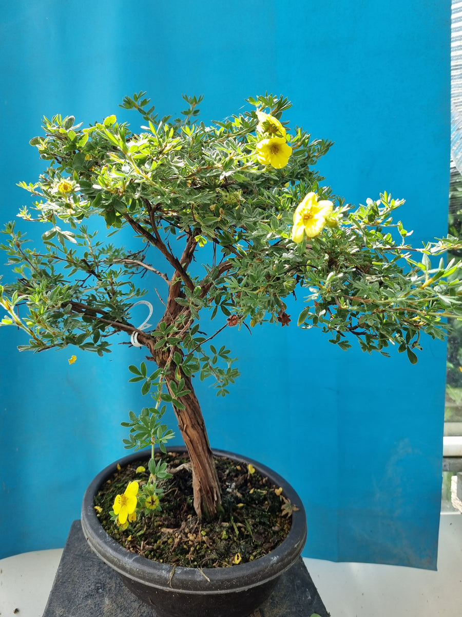 Bonsai potentilla – Bonsai winkel