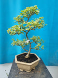 Bonsai durantha repens