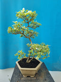 Bonsai durantha repens