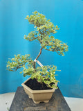 Bonsai durantha repens