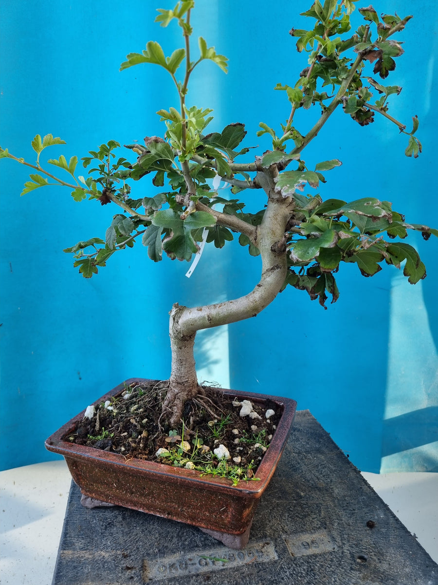 Bonsai-Baum Weißdorn rote Blüten – Bonsai winkel