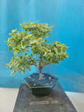 Bonsai durantha repens
