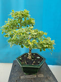 Bonsai durantha repens
