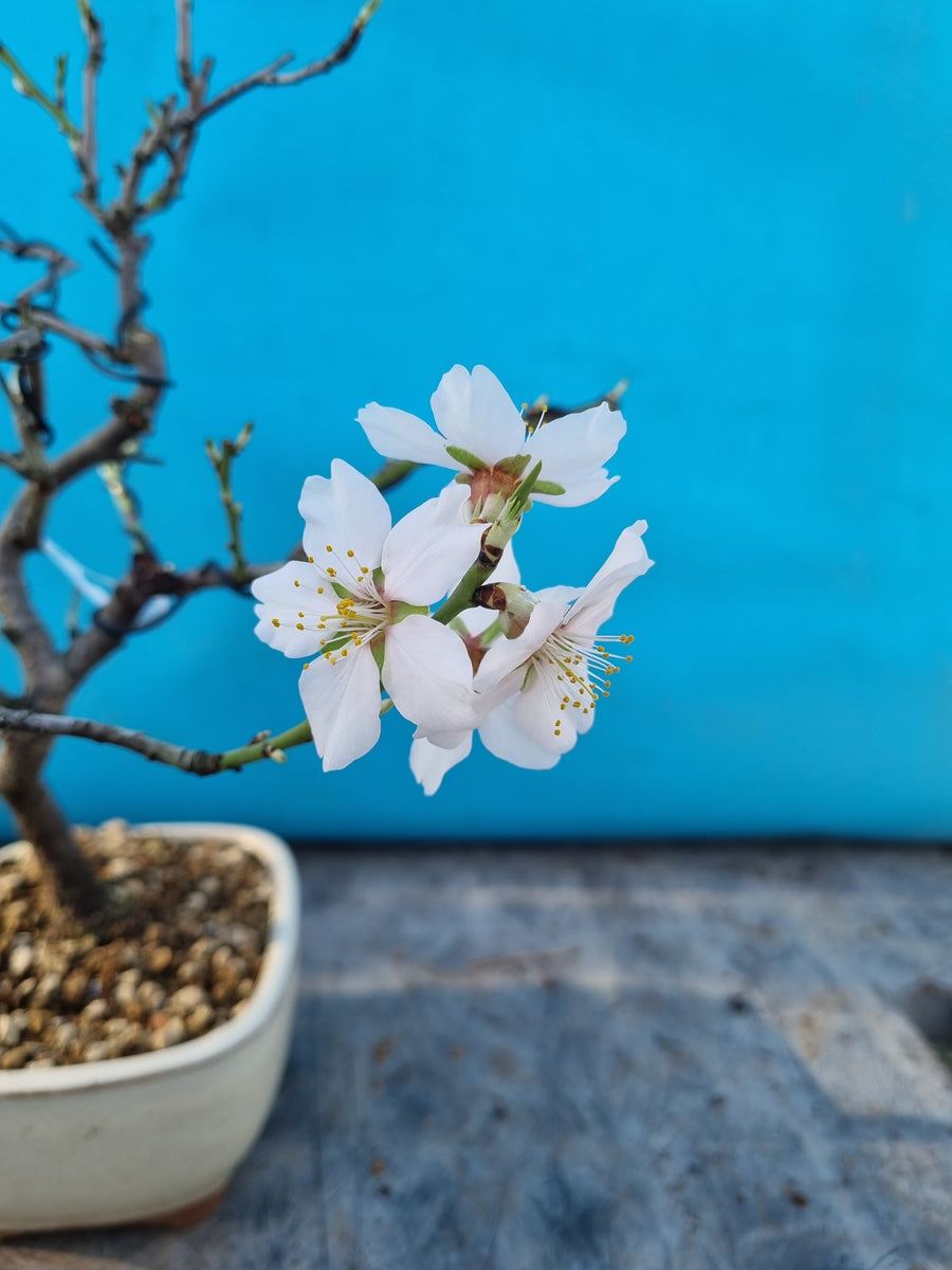 Prunus dulcis – Bonsai winkel