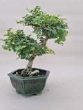 Bonsai liguster