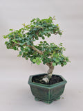 Bonsai liguster