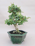 Bonsai liguster