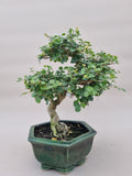 Bonsai liguster