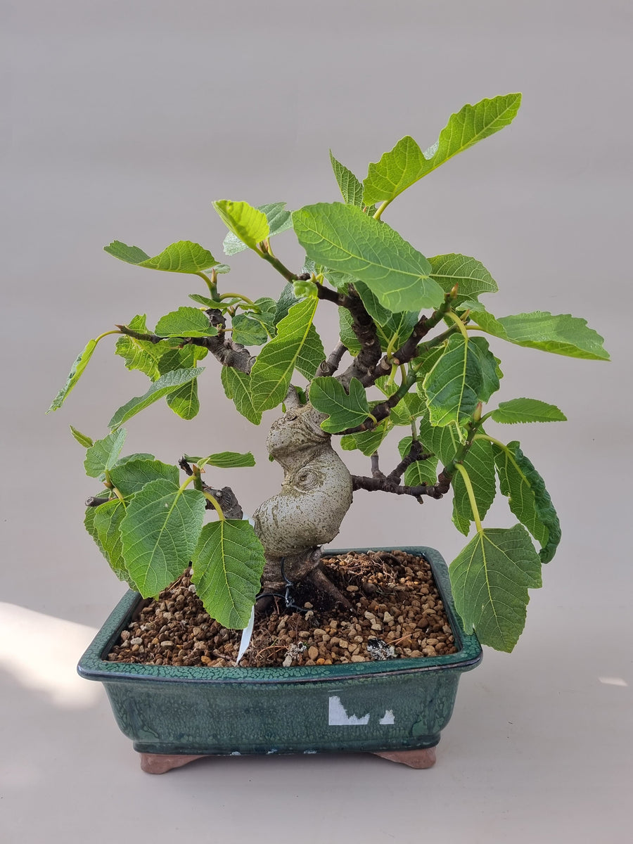 Bonsai Ficus carica Feige – Bonsai winkel