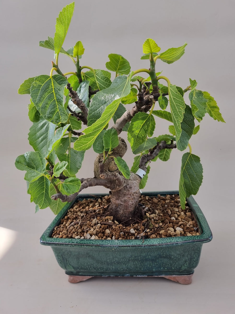 Bonsai Ficus carica Feige – Bonsai winkel