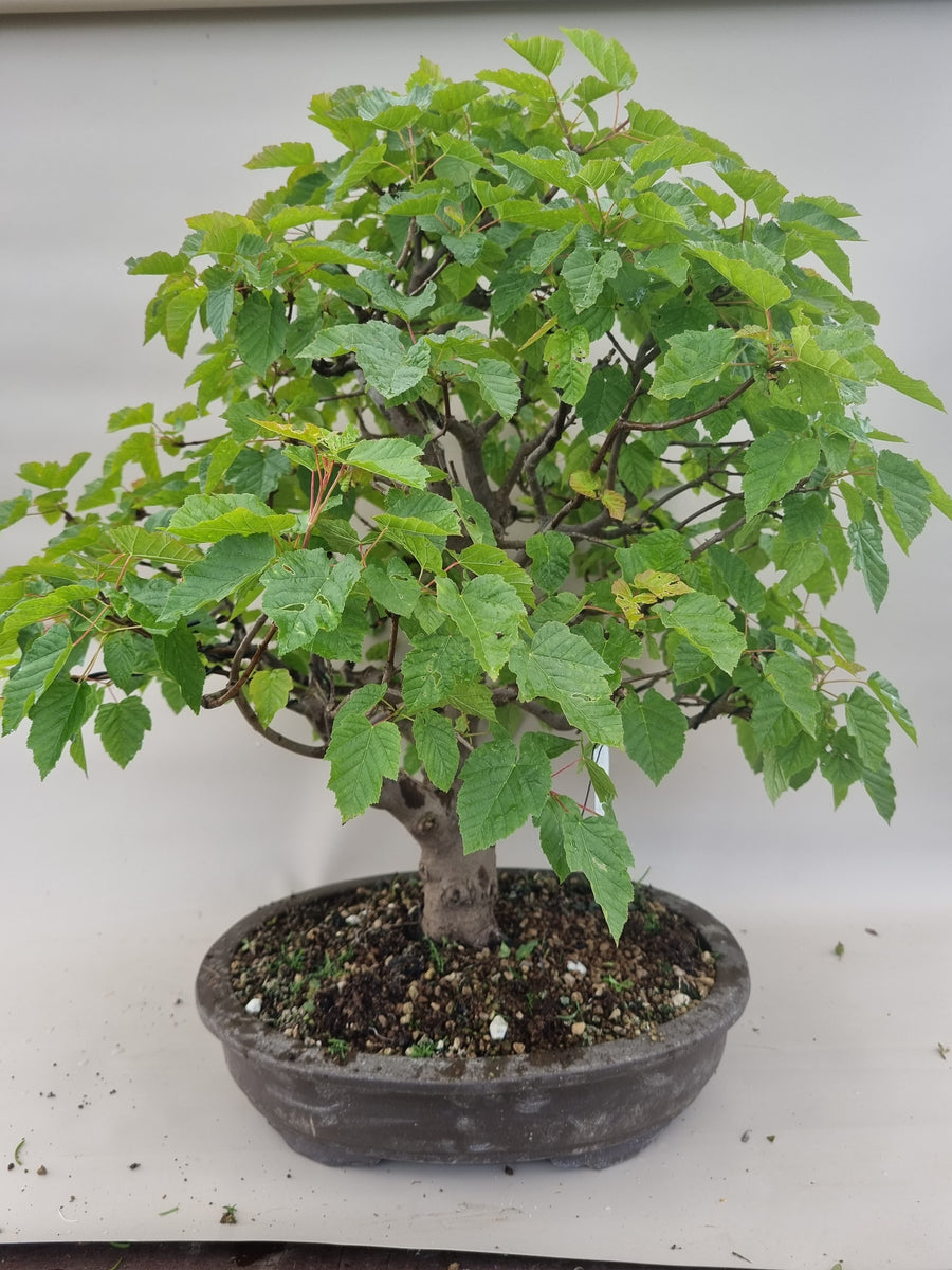 Bonsai acer tataricum – Bonsai winkel
