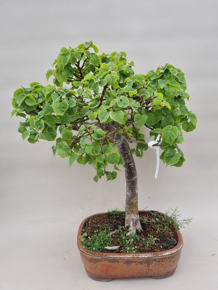 bonsai dwerglinde – Bonsai winkel