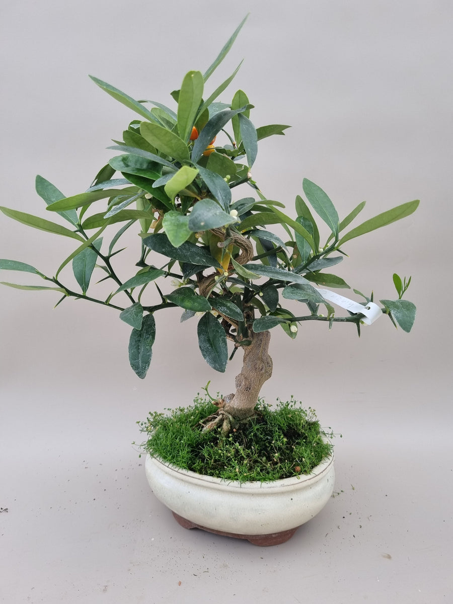 Citrus kinzu – Bonsai winkel