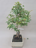 Acer Beurgerianum op rots