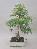 Acer Beurgerianum op rots