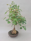 Acer Beurgerianum op rots
