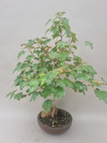 Acer Beurgerianum op rots