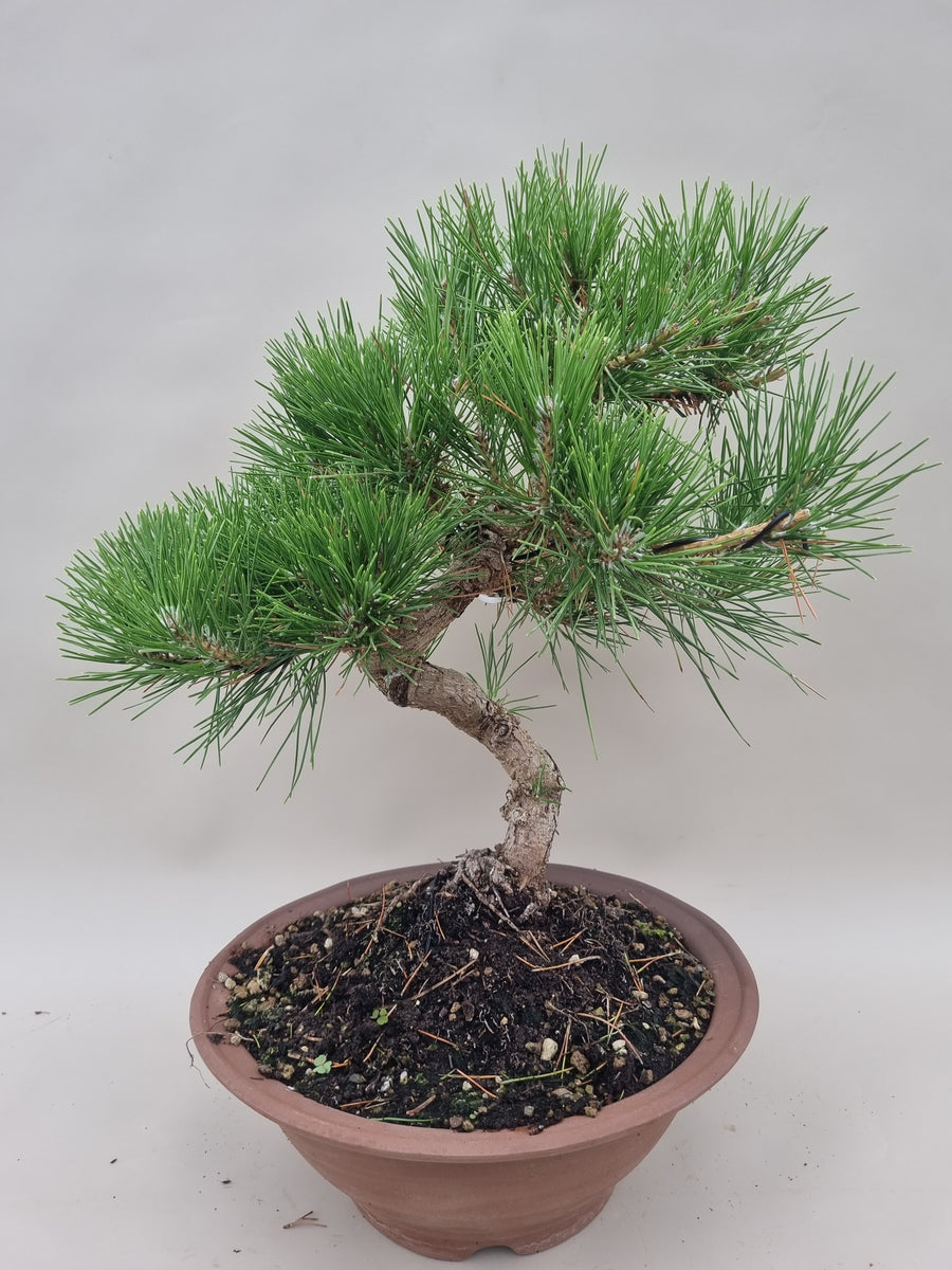 Pinus thunbergii – Bonsai winkel