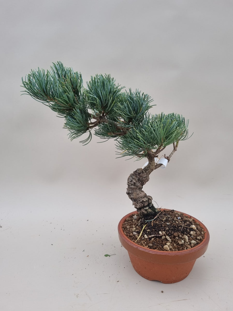 Bonsai Pinus parviflora – Bonsai winkel