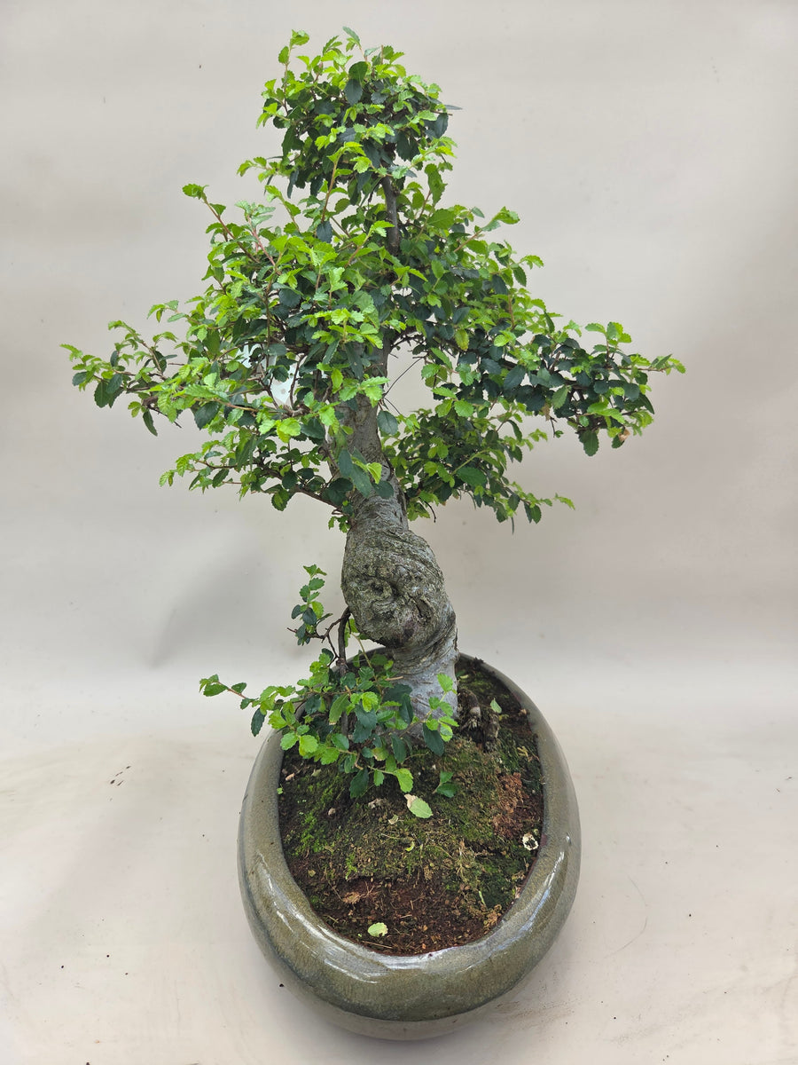 Bonsai Ulmus Parvifolia – Bonsai winkel