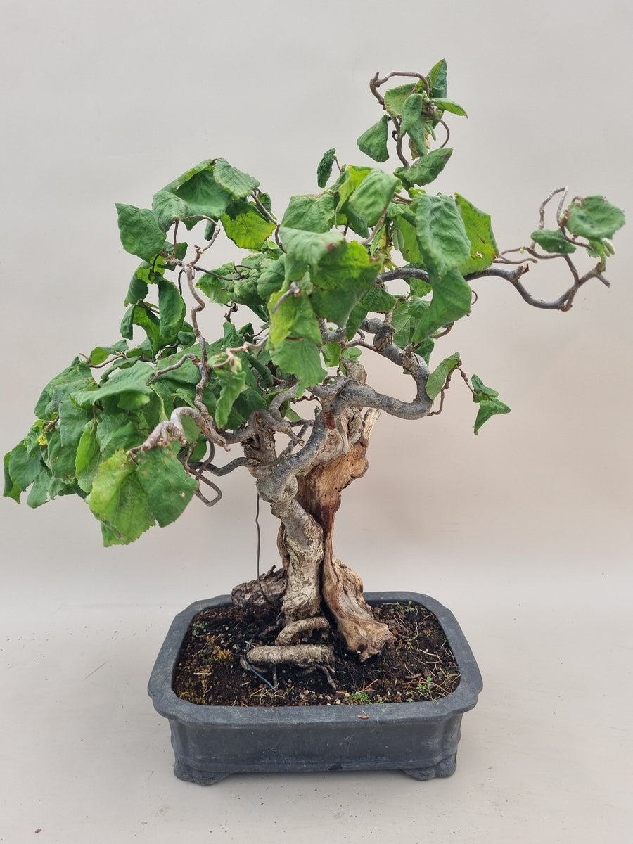 Bonsai Korkenzieherhasel – Bonsai winkel