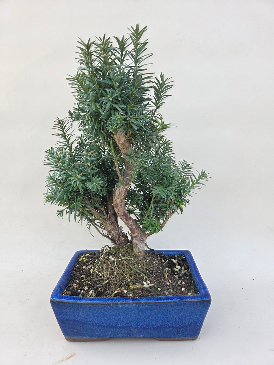 Bonsai Taxus cuspidata – Bonsai winkel