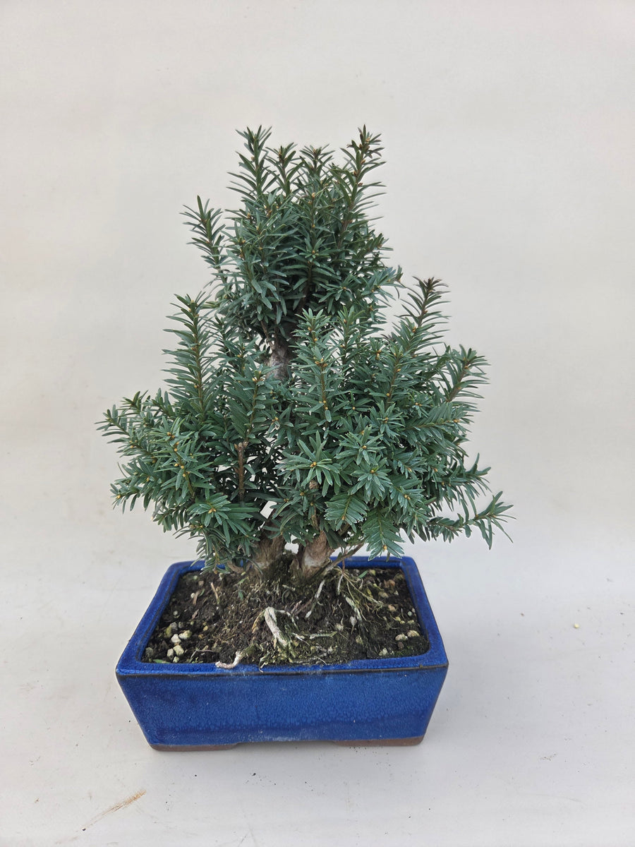 Bonsai Taxus cuspidata – Bonsai winkel