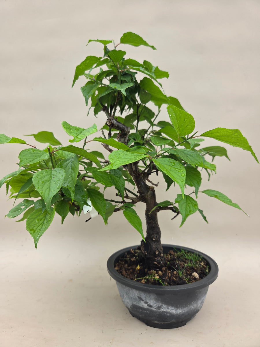 Prunus mume oder Aprikose – Bonsai winkel