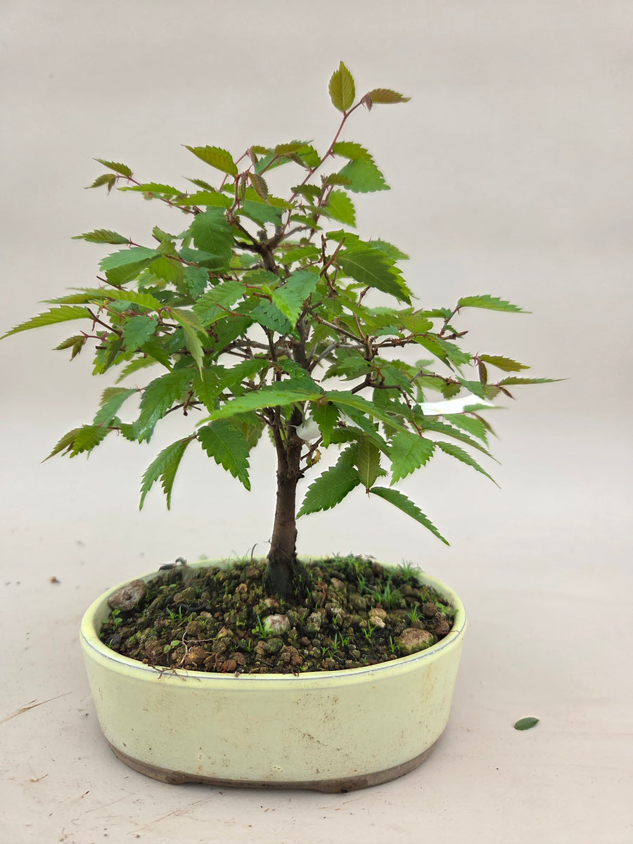 Zelkova serrata Bonsai – Bonsai winkel