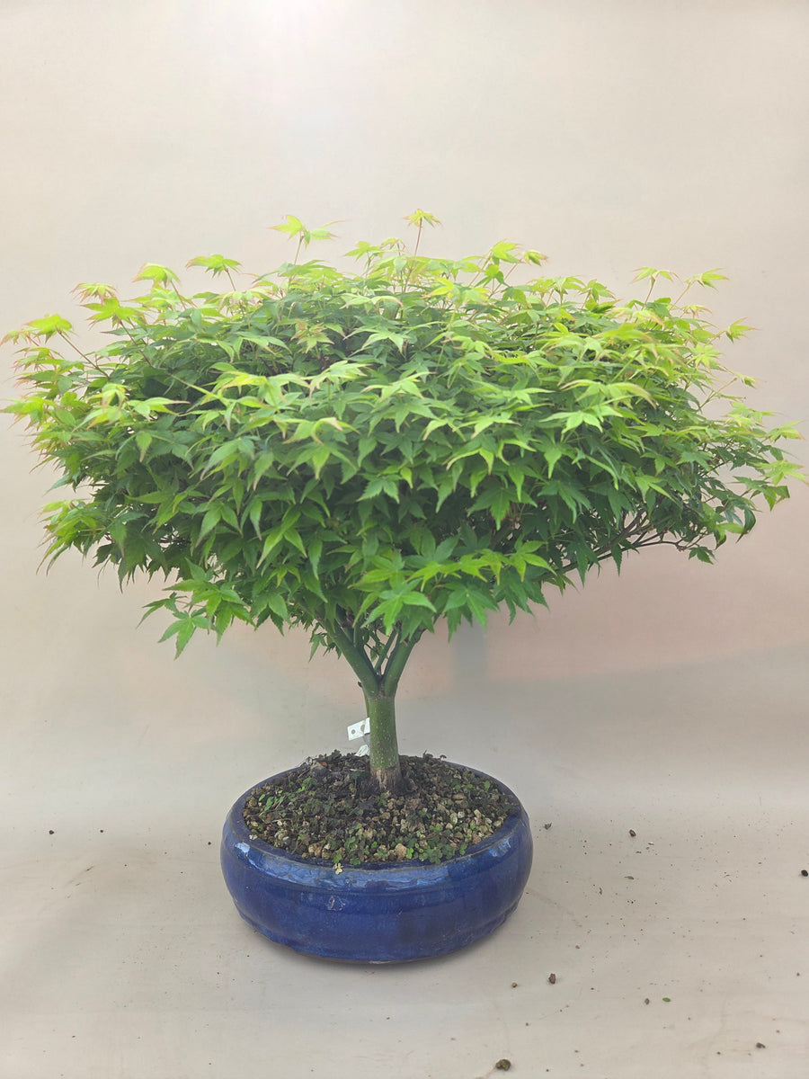 akazien bonsai Bonsai Acer Little Princess – Bonsai winkel