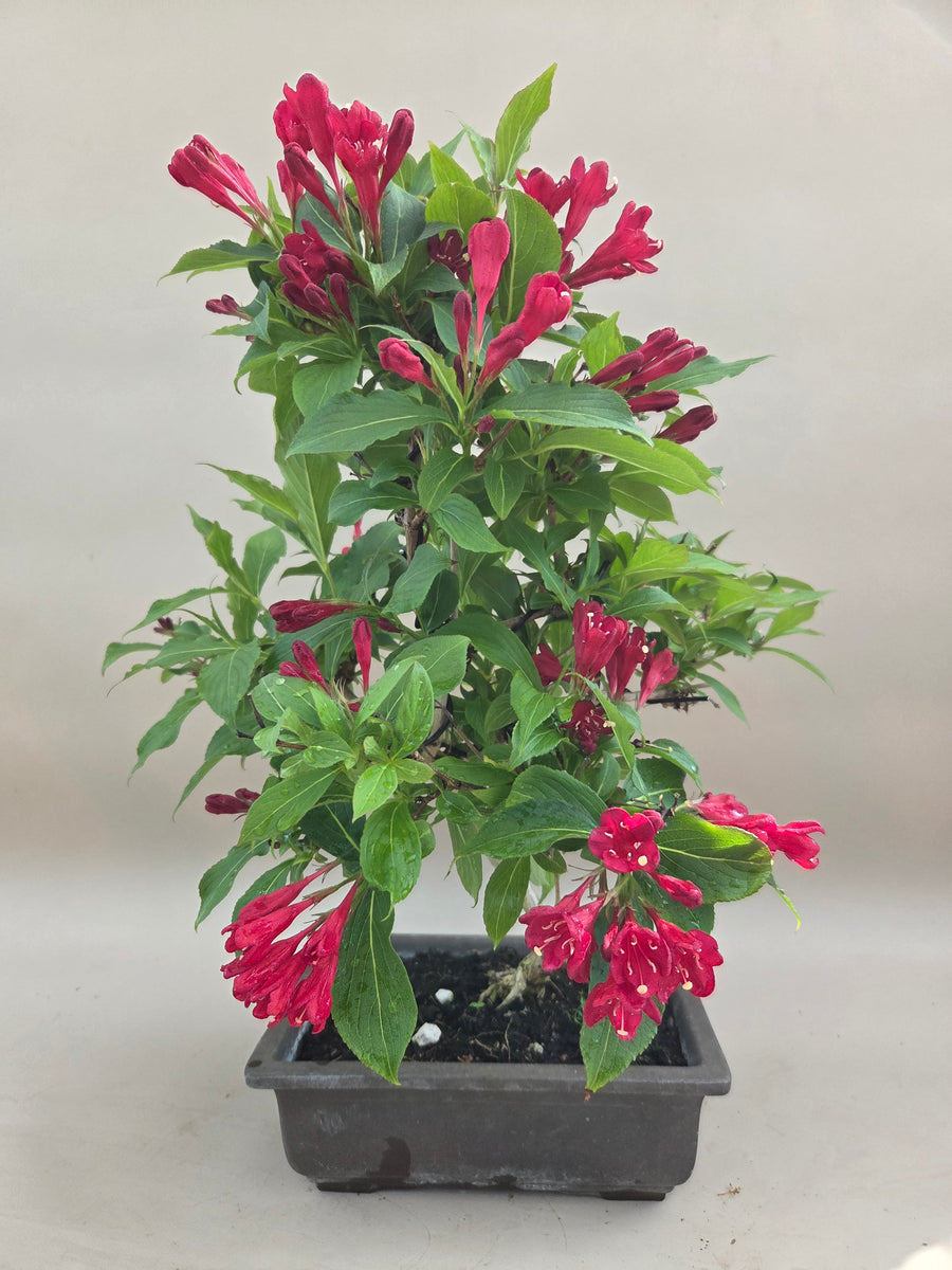 Bonsai weigela – Bonsai winkel